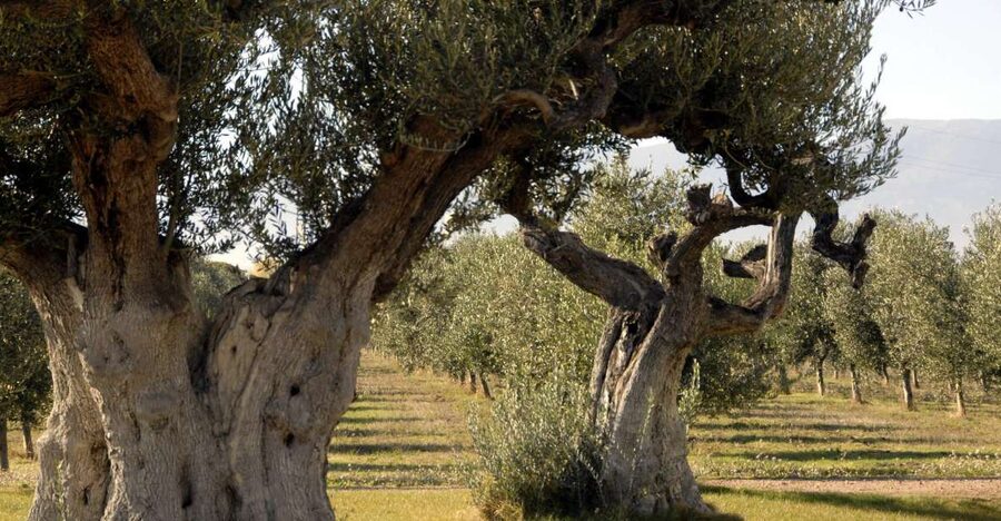 Midday Olive Oil Tour and Visit to Old Town of Belchite - Why the olive grove is more than a photo stop