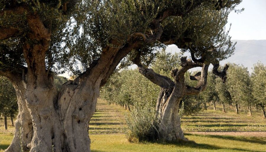 Midday Olive Oil Tour and Visit to Old Town of Belchite - Tasting Empeltre oil at the traditional mill