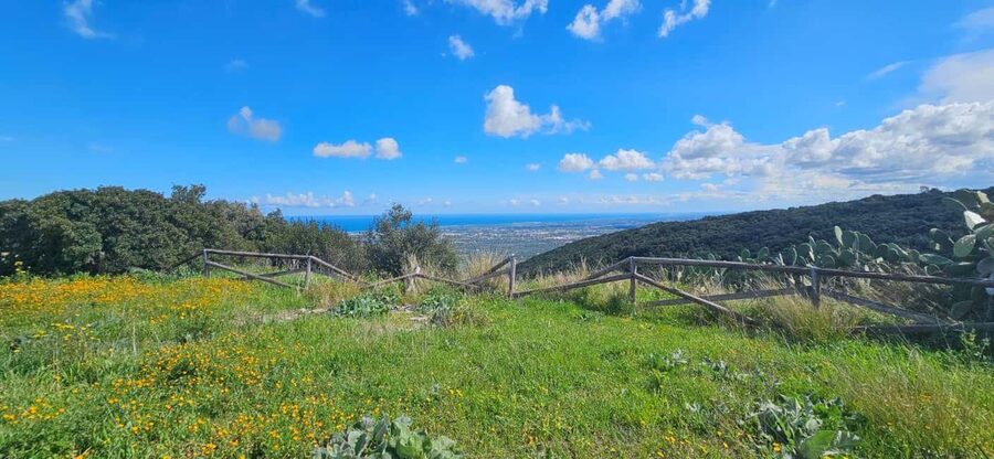 Monopoli: Ancient Olive Groves & Coastal E-Bike Ride - From Monopoli’s coast to the old olive trees