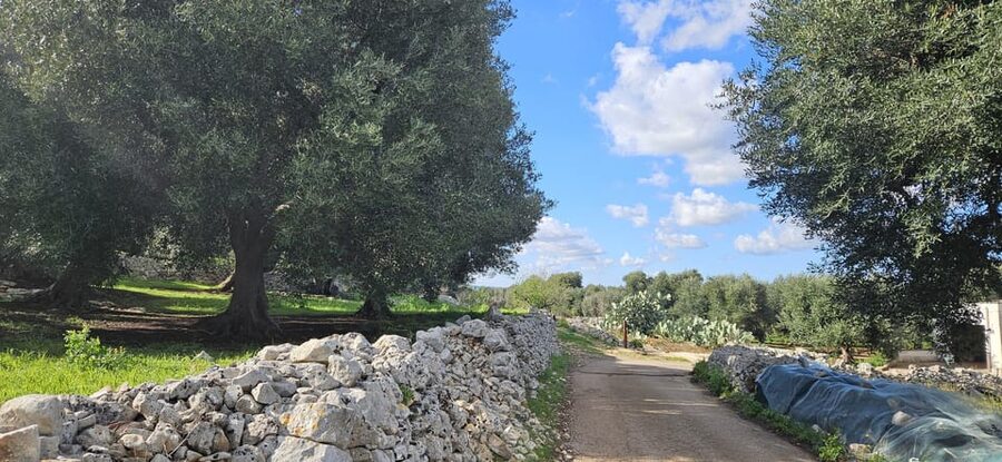 Monopoli: Ancient Olive Groves & Coastal E-Bike Ride - Is $94 a fair price?