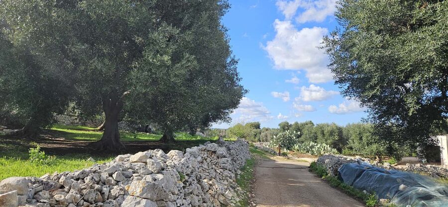 Monopoli: Ancient Olive Groves & Coastal E-Bike Ride - Should you book the Monopoli olive-grove ride?