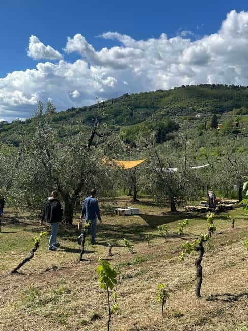 Montecatini Alto: Gourmet picnic among the olive trees with EVO oil pairing - Is $100 per person fair value?