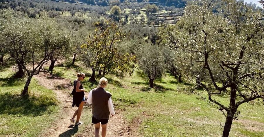 Montecatini Terme: Olive Grove Tour with Oil Tasting - Price, timing, and booking value