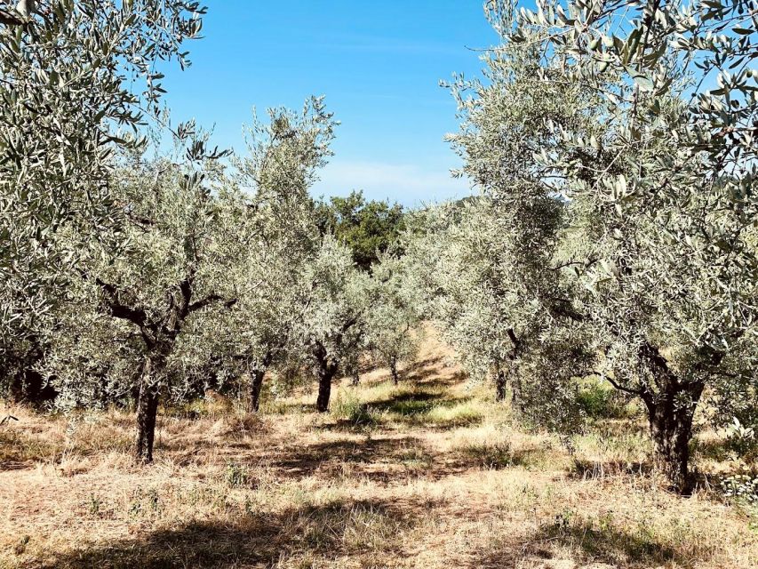 Montecatini Terme: Olive Grove Tour with Oil Tasting - From olives to extra virgin oil