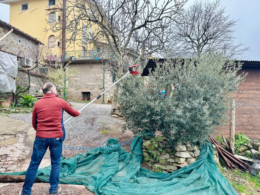 Montecatini Terme: Olive Grove Tour with Oil Tasting - Views, weather, and physical comfort
