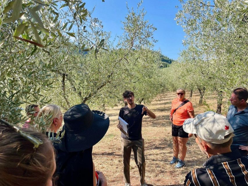 Montecatini Terme: Olive Grove Tour with Oil Tasting - Who will get the most from this tour