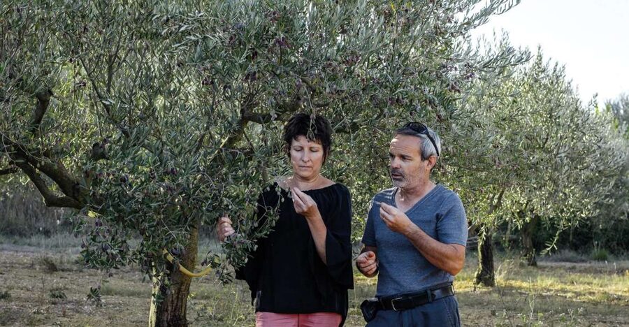 Montpellier : Visit lavender field and an Olive Oil Mill - Brenda, language, and the small-group advantage
