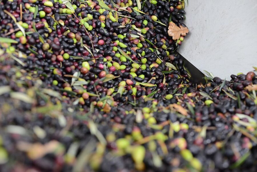 Montpellier : Visit lavender field and an Olive Oil Mill - Is $88 a fair price?