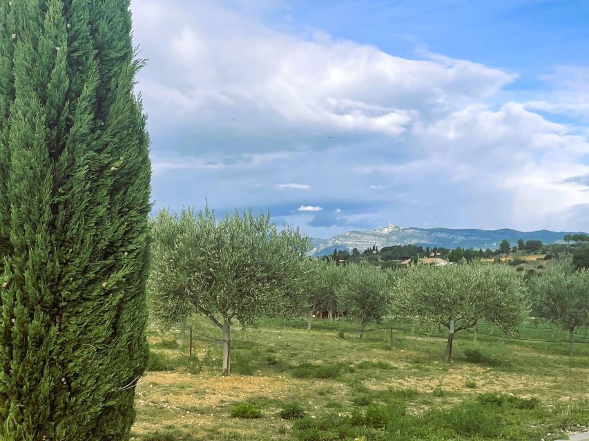 Montpellier : Visit lavender field and an Olive Oil Mill - Should you book the lavender and olive oil tour?