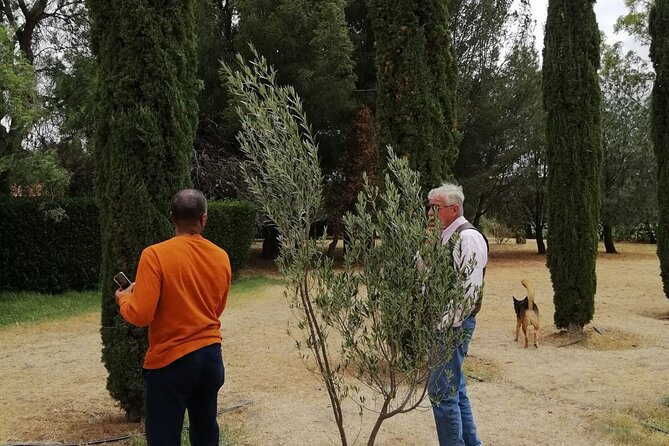 Morning Tour and Olive product tasting - Key points at a glance