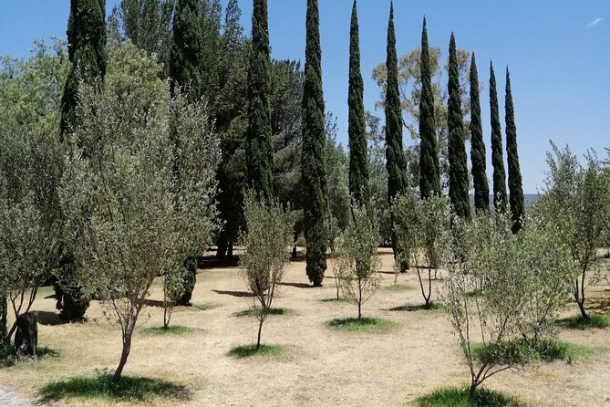 Morning Tour and Olive product tasting - Meeting Victor and Susan at Finca Luna Serena
