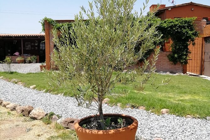 Morning Tour and Olive product tasting - How the price compares with the experience