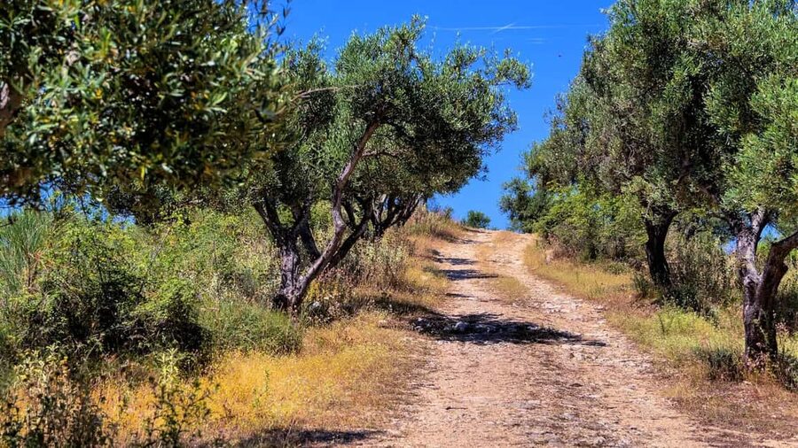 Musai Olive Oil Tour and Tasting - What makes the Musai visit worth your time