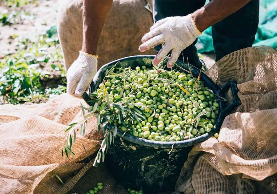 Musai Olive Oil Tour and Tasting - Why the $11 price makes sense