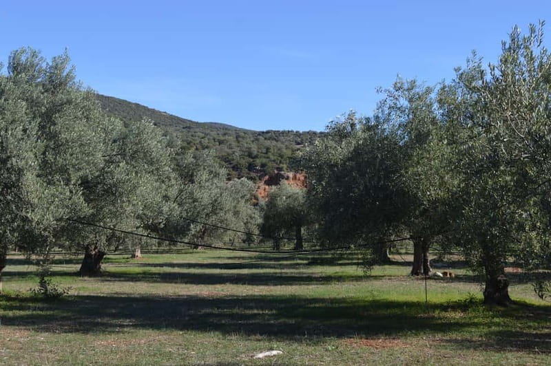 Nafplio: Olive Oil Estate Tour and Tasting - The one-hour guided tour: from tree to bottle