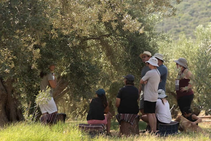 Nafplio: Olive Oil Estate Tour and Tasting - Meeting Mando at the Kotsonis Estate