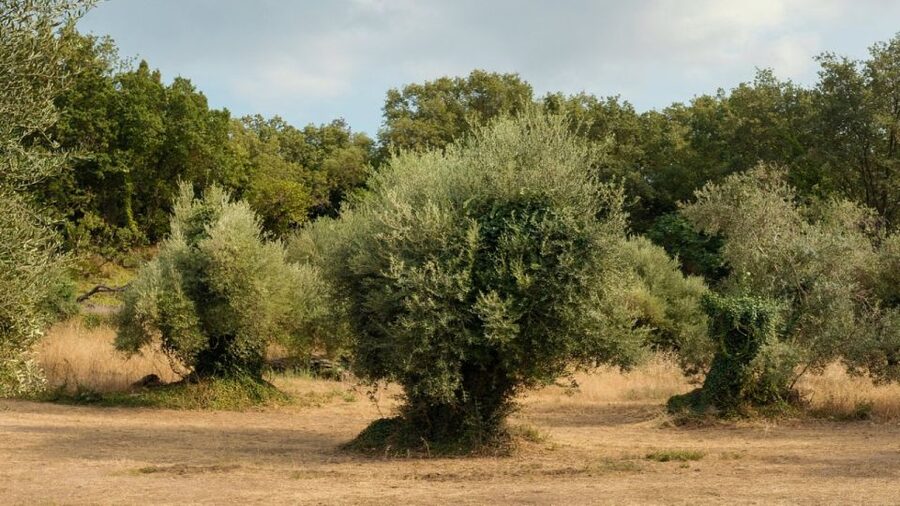 North Corfu: Olive Tour with Olive Oil Tasting and Mezze - The guide and the small-family-farm feel