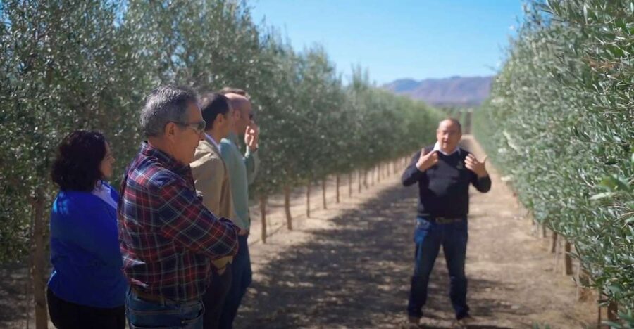 OleoAlmanzora: Guided tour olive groves and EVOO facilities - The 25-minute visit to the olive grove