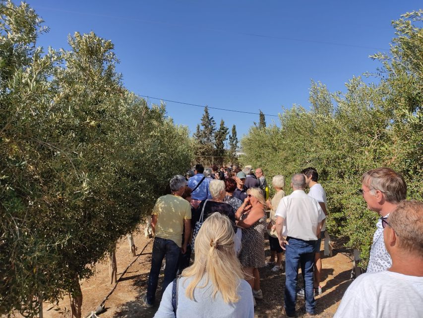 OleoAlmanzora: Guided tour olive groves and EVOO facilities - A 20-minute tasting with plain oil and flavored varieties