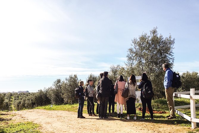 Oleotourism and olive oil tasting in Seville - Private tour - Is the $234.31 price good value?