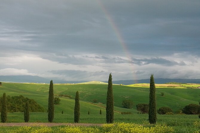 Olive experience Walk among the olive trees with tasting - Walking into the olive grove near Pienza