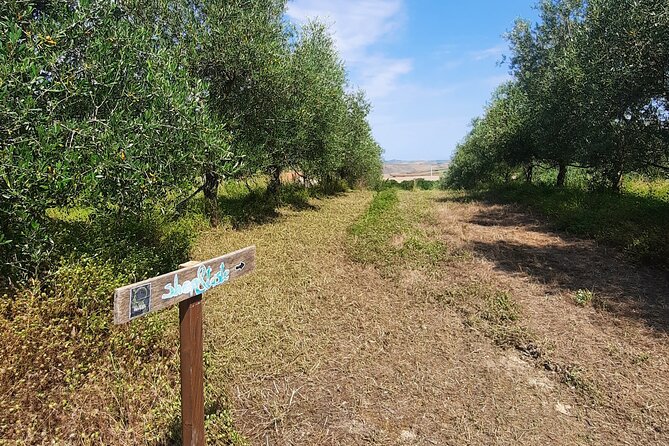 Olive experience Walk among the olive trees with tasting - Ending with hot bruschetta and fresh oil