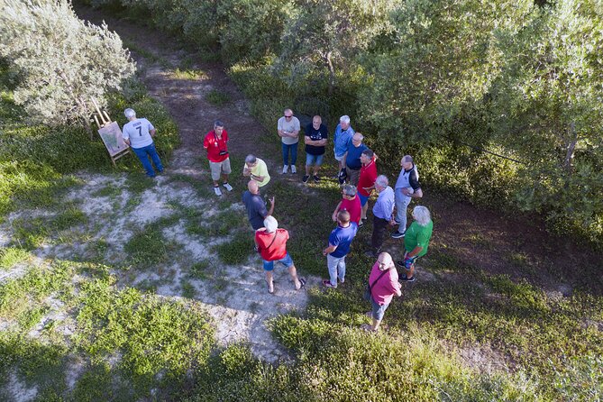 Olive experience Walk among the olive trees with tasting - Who will enjoy this olive oil visit