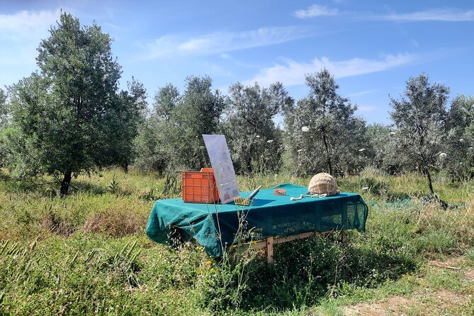 Olive experience Walk among the olive trees with tasting - What makes the family owners part of the experience