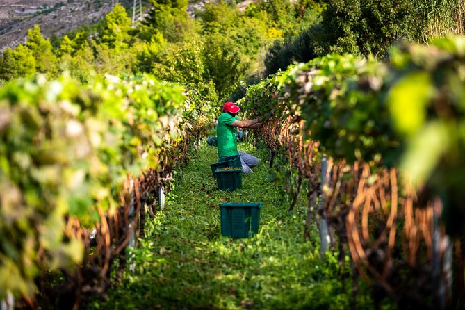 Olive farm & village - Who should book this experience