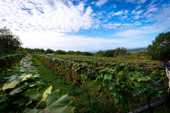 Olive farm & village - Ivica Vlašić and the family story