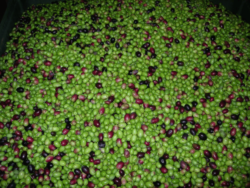 Olive Mill Tour and Tasting in the Padua Hills - Walking among the groves