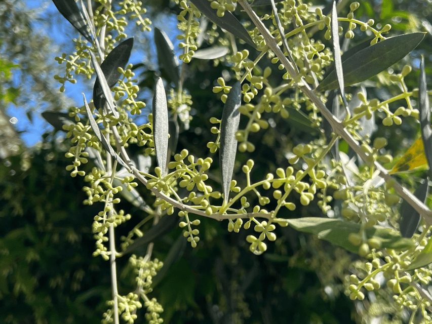 Olive Mill Tour and Tasting in the Padua Hills - Getting there from Padua