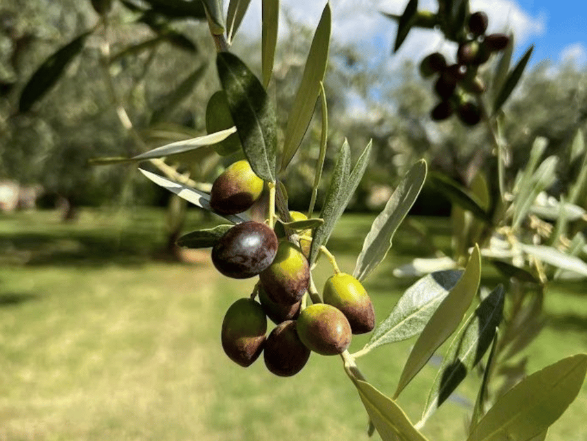 Olive Mill Tour and Tasting in the Verona Countryside - What the family business adds to the visit
