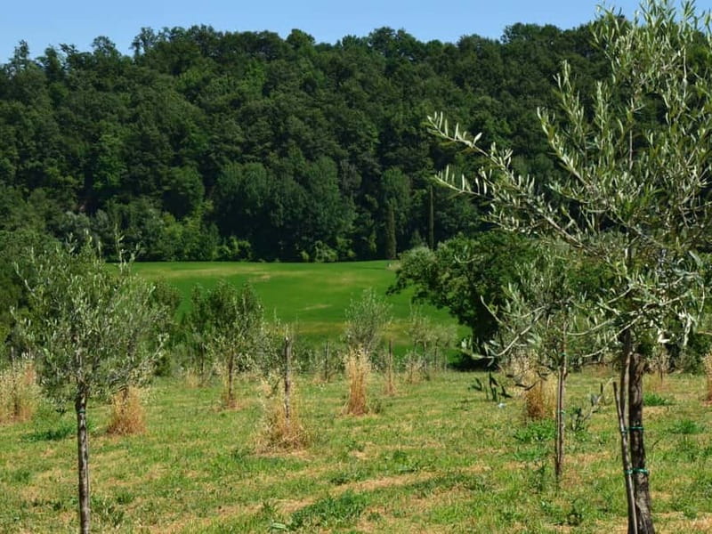 Olive Mill Tour with Oil and Food Tasting in Chianciano - Learning how to taste extra virgin olive oil