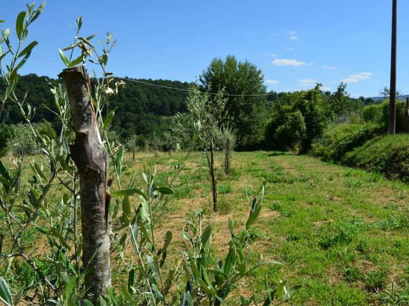 Olive Mill Tour with Oil and Food Tasting in Chianciano - Final verdict: book it if you are already near Chianciano