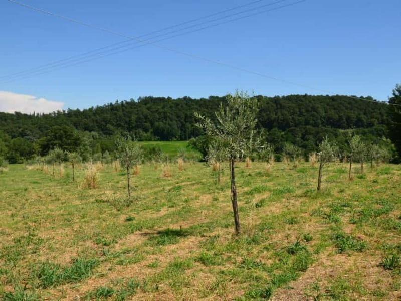 Olive Mill Tour with Oil and Food Tasting in Chianciano - The 20-minute tour inside the olive mill