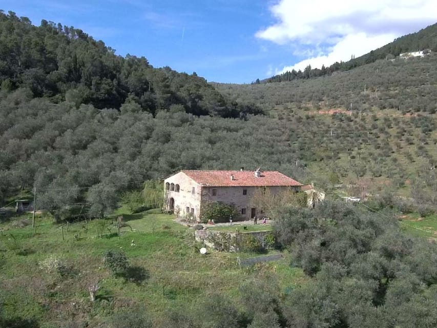 Olive Mill Tour with Oil and Food Tastings near Pisa - Key points to know before you go