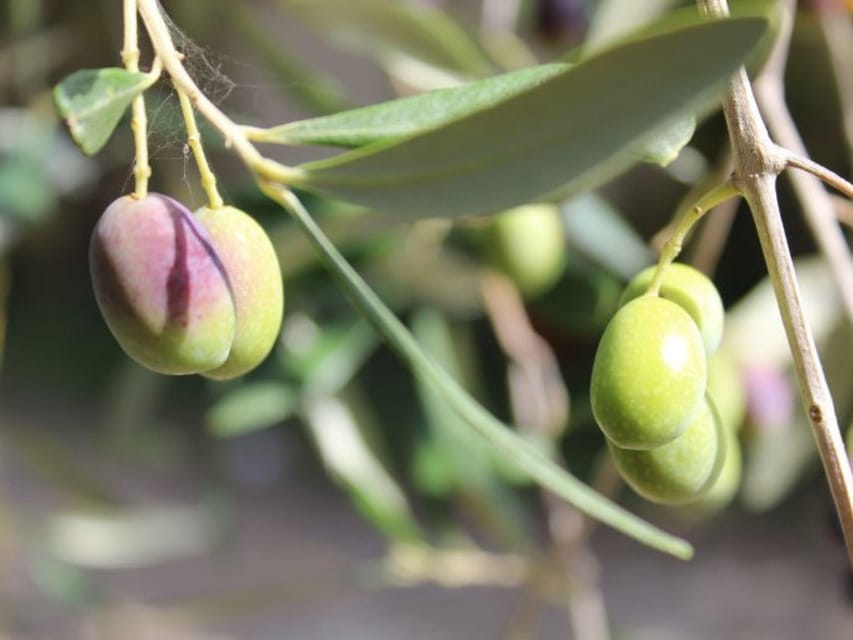Olive Mill Tour with Oil and Food Tastings near Pisa - Inside the mill, from olives to oil