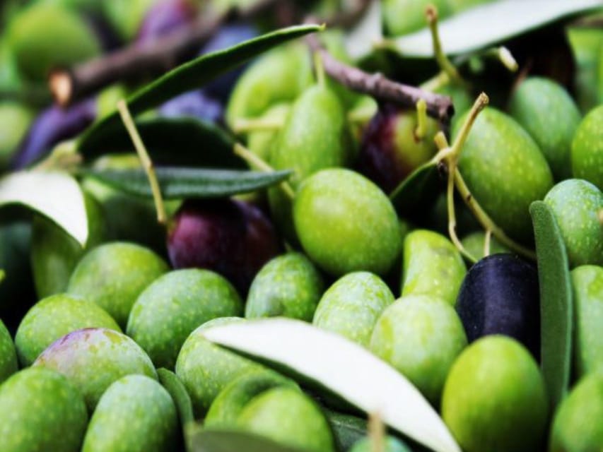 Olive Mill Tour with Oil and Food Tastings near Pisa - Olive oil with fiordilatte gelato