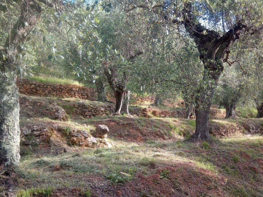 Olive Mill Tour with Oil and Food Tastings near Pisa - Walking among the olive trees