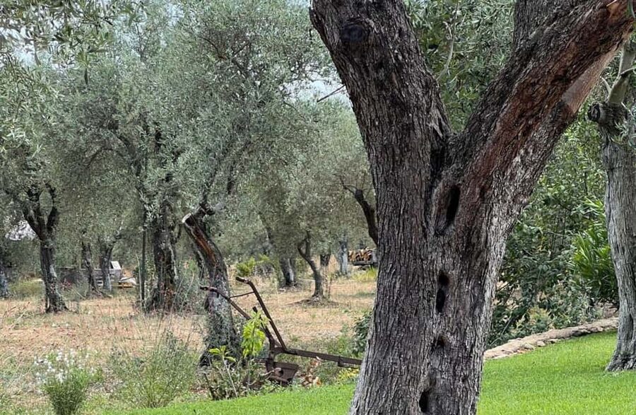 Olive Mill Tour with Olive Oil Tasting in Sassari - Inside the modern olive pressing facility
