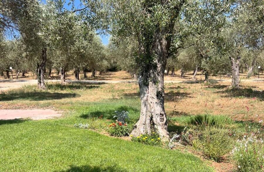 Olive Mill Tour with Olive Oil Tasting in Sassari - Who will enjoy this visit most?