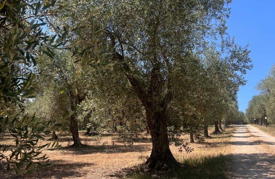 Olive Mill Tour with Olive Oil Tasting in Sassari - Walking through centuries-old olive groves