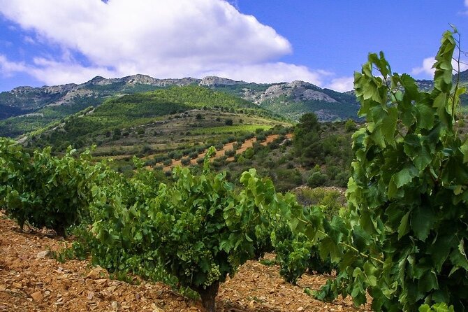 Olive Oil and Winery Tour from Zaragoza City - From Zaragoza to the Belchite countryside