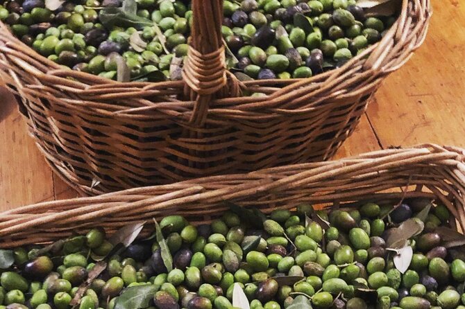 Olive Oil, Cheese, and Wine Tasting with Local Expert - Learning to taste olive oil at Il Fiorello