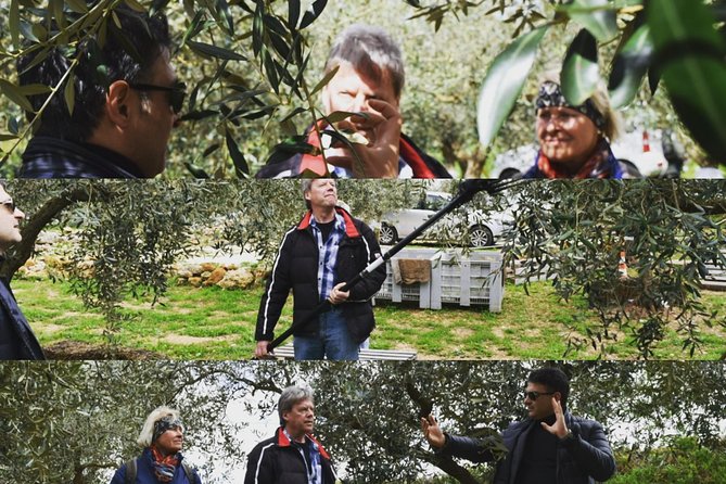 Olive Oil Experience - Walking the olive grove near Montevago