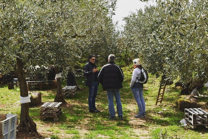 Olive Oil Experience - What the four-hour schedule means for you