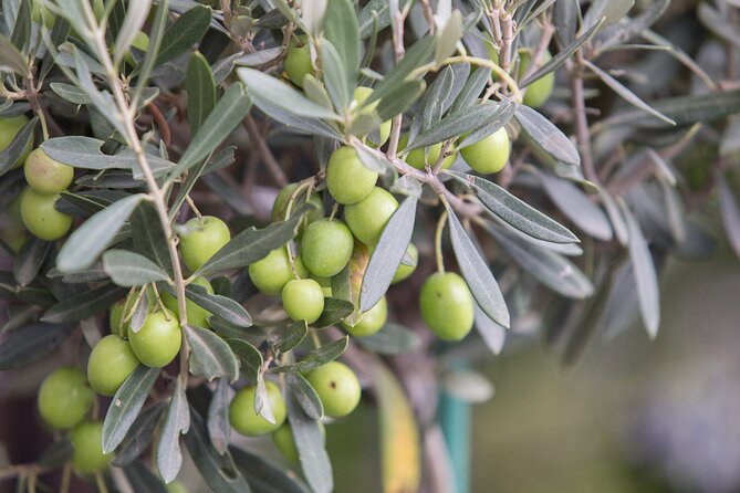 Olive Oil Factory from Seville Private Tour - Who will enjoy this private outing
