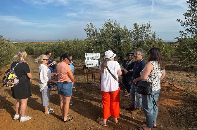 Olive Oil Factory from Seville Private Tour - My take on the two-hour mill visit