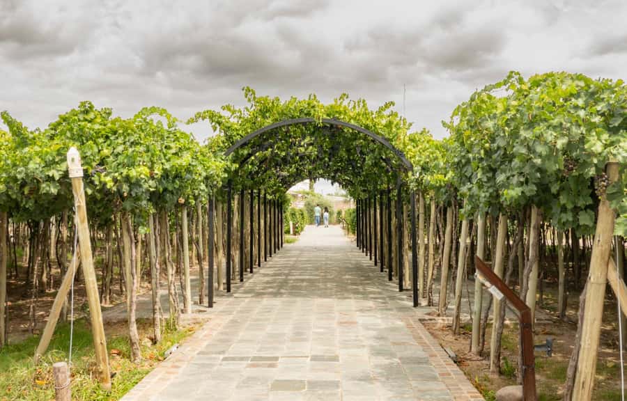Olive Oil Factory + Wineries + Full Asado Lunch (Full Day) - Is the $212 price fair?